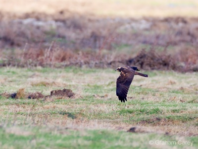 Marsh Harrier (Circus Aeruginosus) Graham Carey